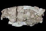 Rare, Partial Bear Dog (Daphoenus) Skull With Associated Bones #175652-7